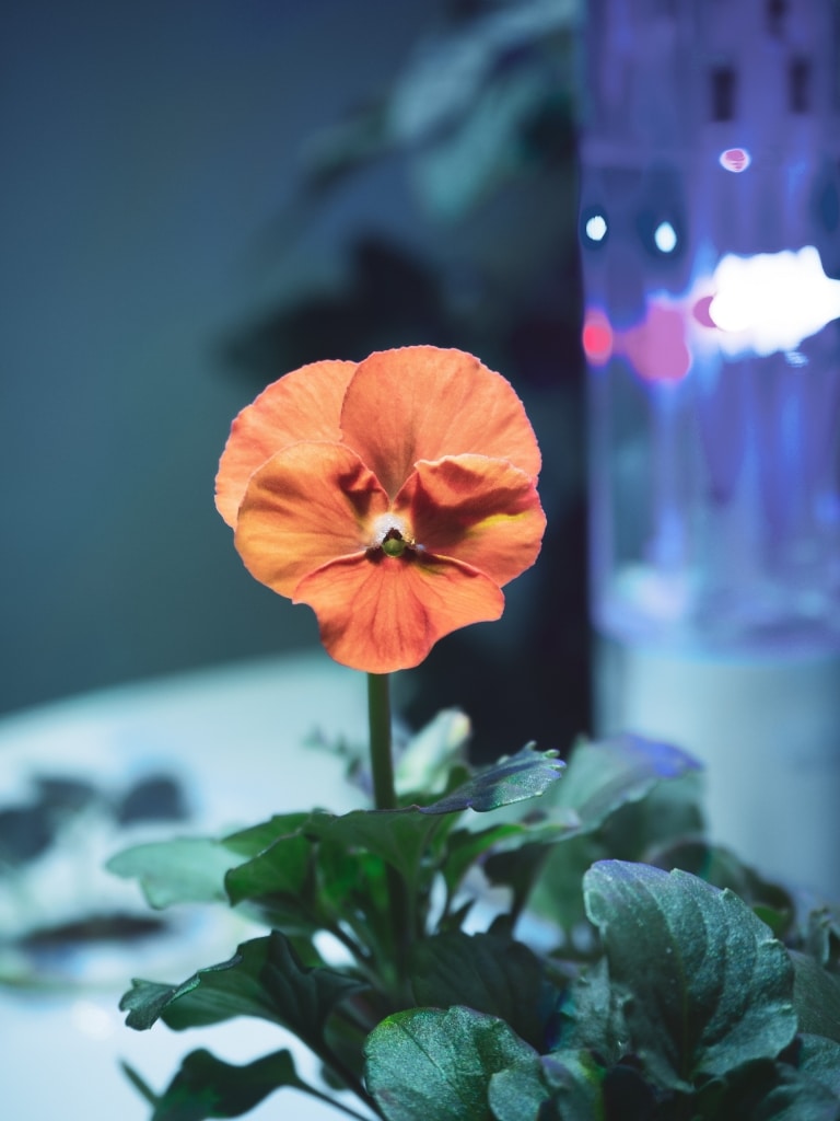 Plantui Smart Garden Viola Orange 01